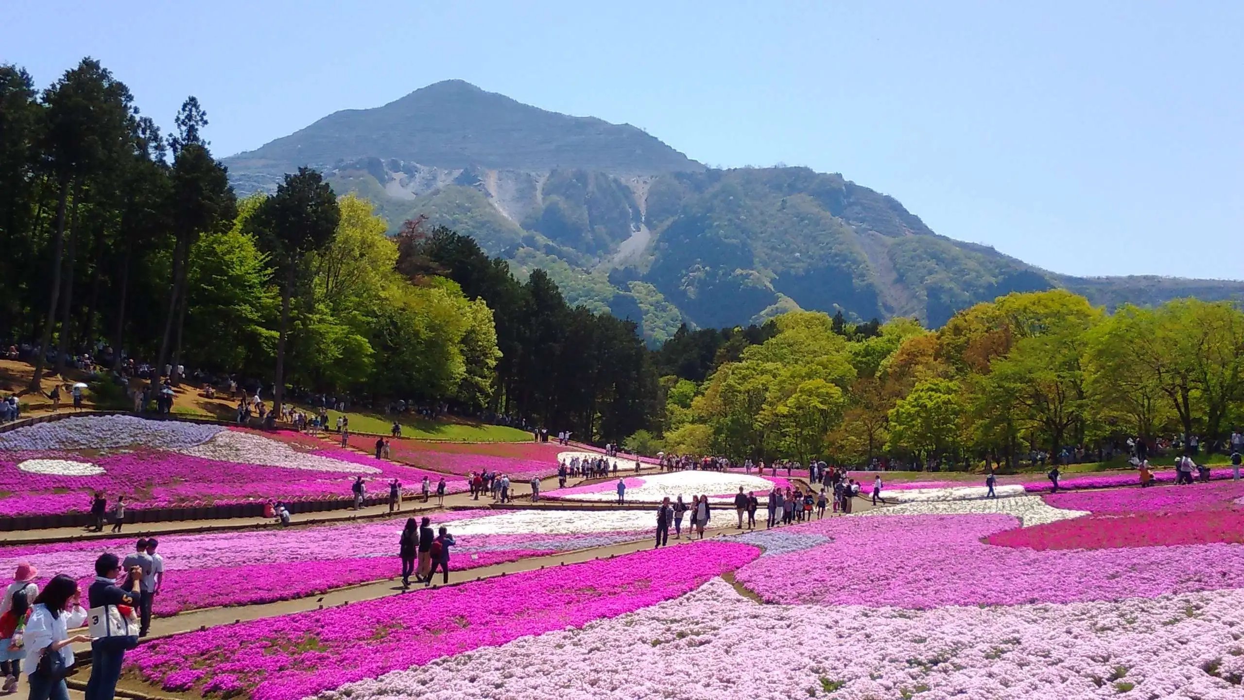 🌸 세 갈래 연못 공원 (미쓰마타이케 코엔) 이미지 6
